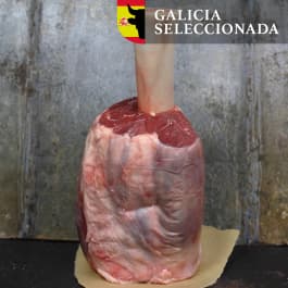 Beefhammer Rubia Gallega