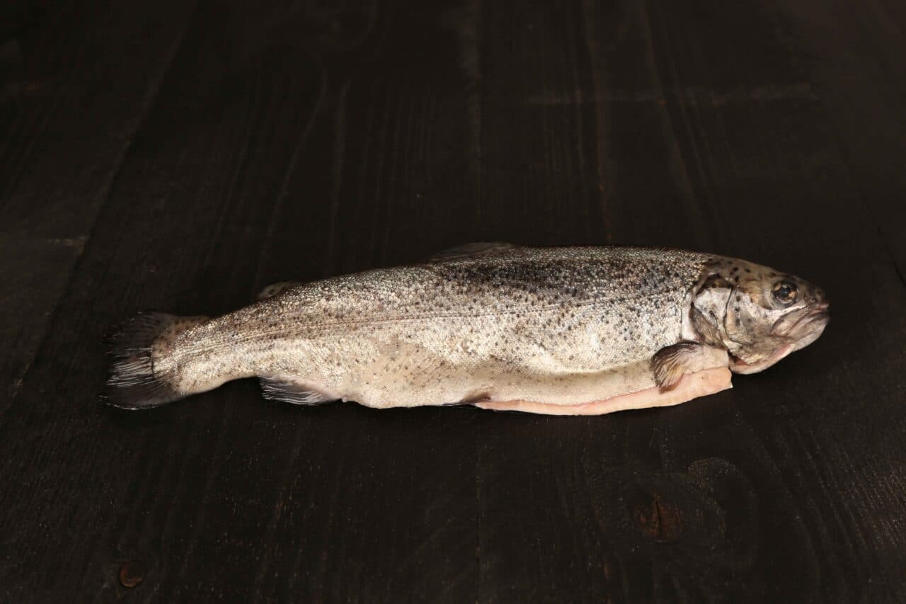 Forel